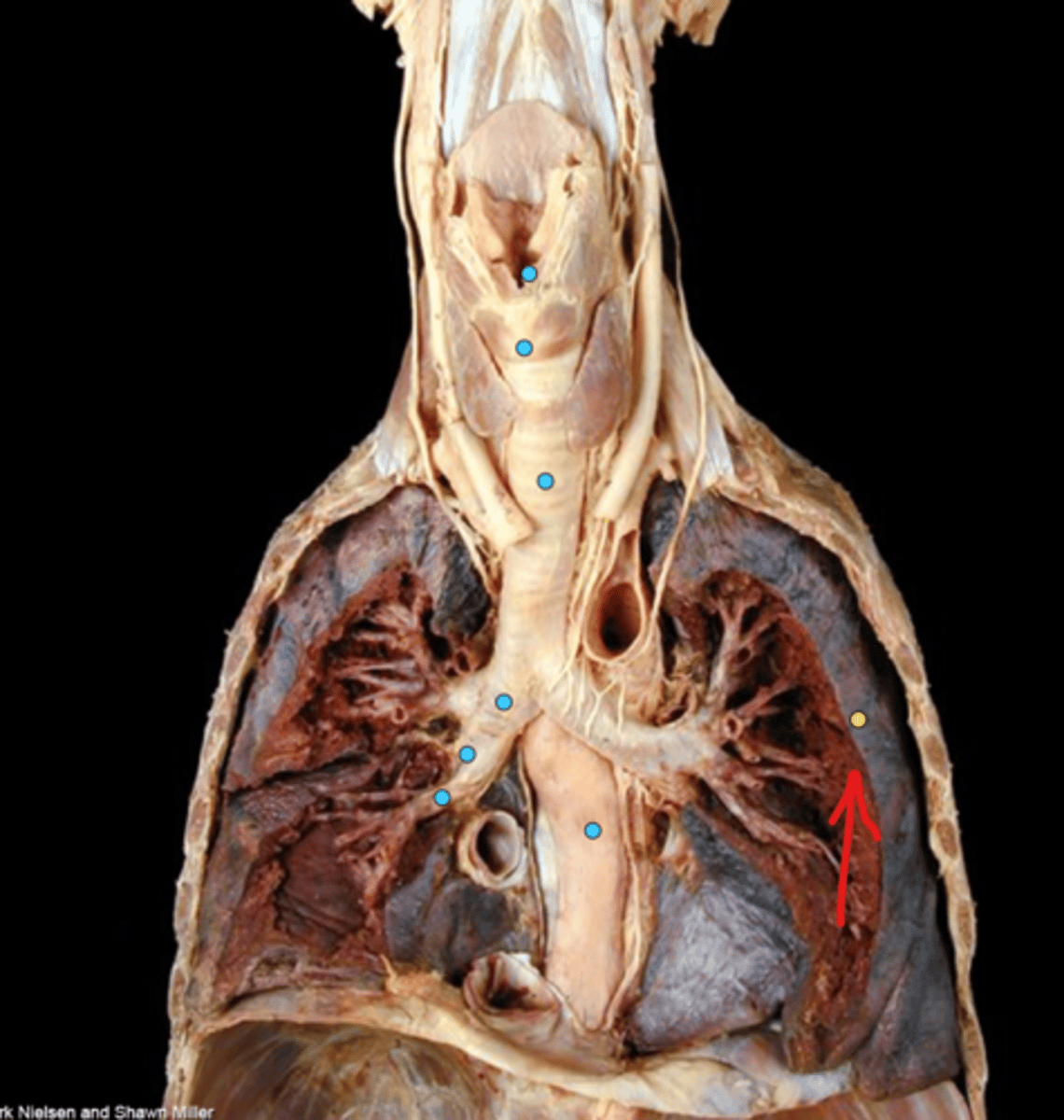 knowt flashcard image