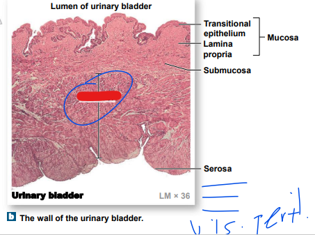 in this, the serosa is equivalent to ________ peritoneum 