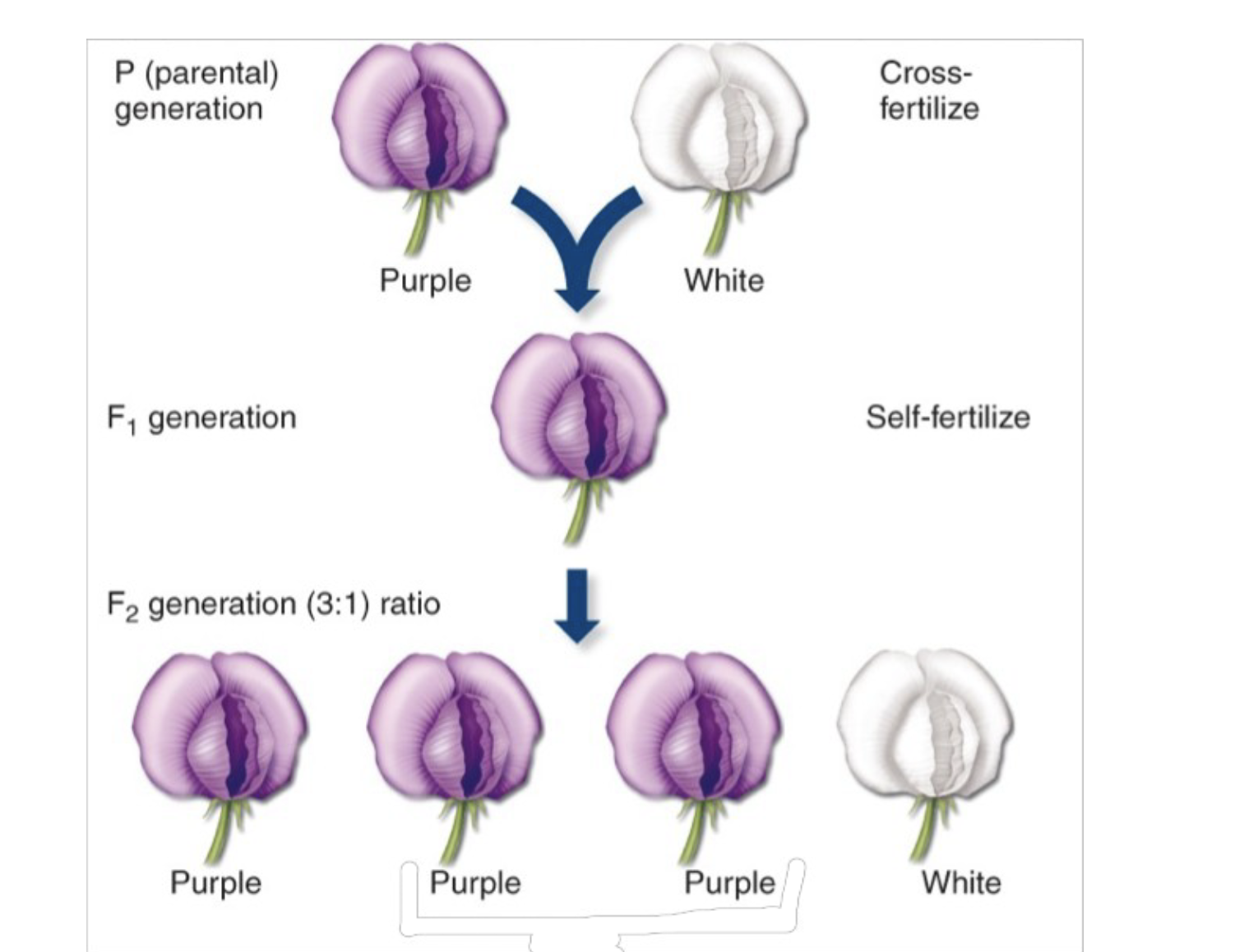 <p>.The type of cross that led Mendel to realize traits were heritable. It is a cross between purebred parent plants that differ in only one character.</p><p>.Hybrids are the offspring of two different \n purebred varieties. \n – The parental plants are called the P generation. \n – Their hybrid offspring are called the F1 generation. \n – A cross of the F1 plants forms the F2 generation.</p>