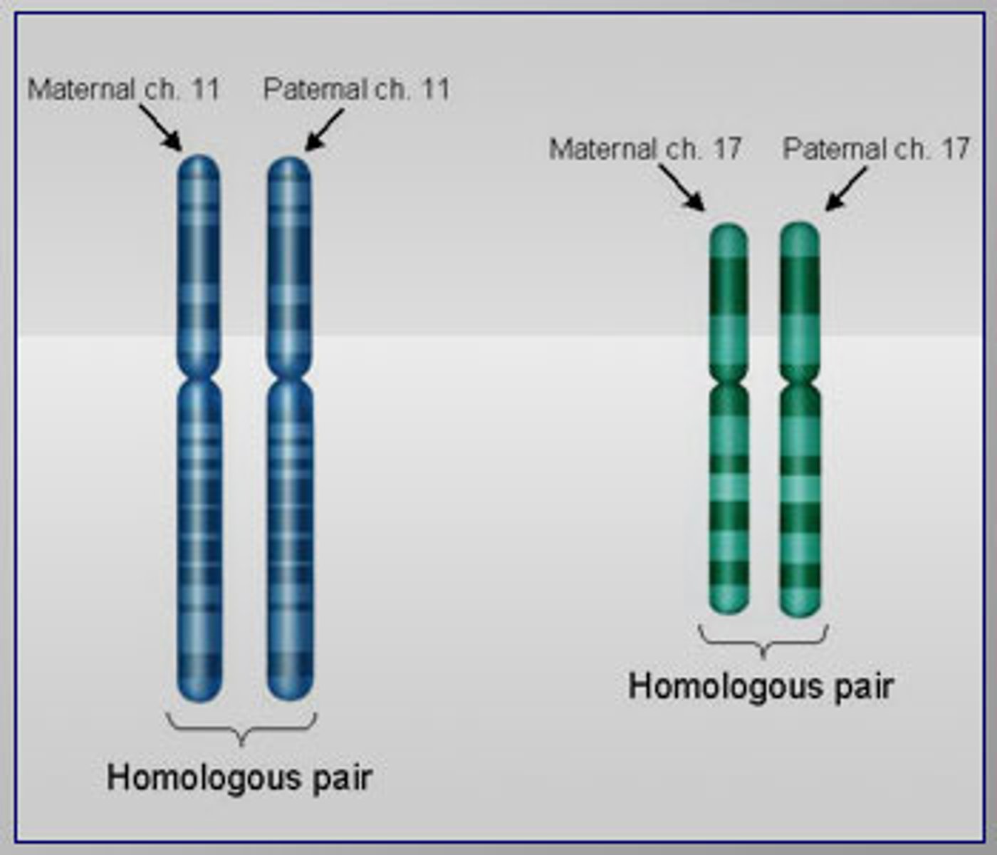 <p>Pair of chromosomes that are the same size, same appearance and same genes.</p>