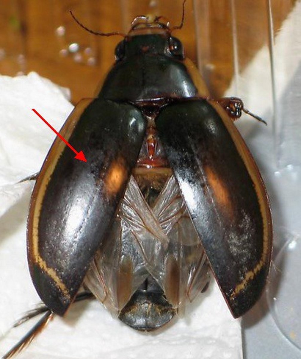 <p>Identify the mesothoracic wing</p>