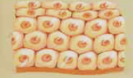 <p>Many layers of cells; surface cells flat; lower cells rounded; lower layer undergoes mitosis</p>