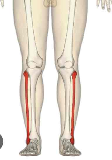 <p><strong>on the lateral side of lower leg </strong></p>