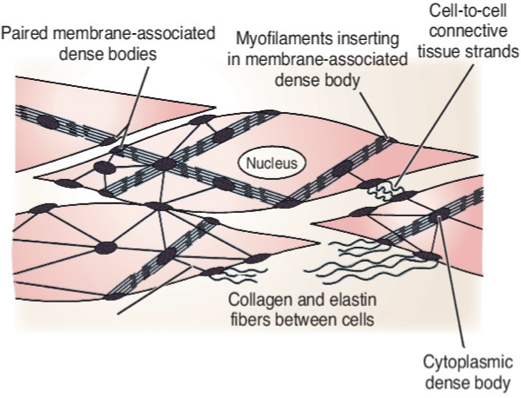 <ul><li><p>Serve as attachment points for <strong>thin filaments </strong>of SM </p></li><li><p>Counterparts of Z lines in SKM</p></li><li><p>Intermediate filament-dense body network forms strong, cable-like intracellular cytoskeleton → harnesses pull generated by sliding of SM myofilaments during contraction</p></li></ul><p></p>