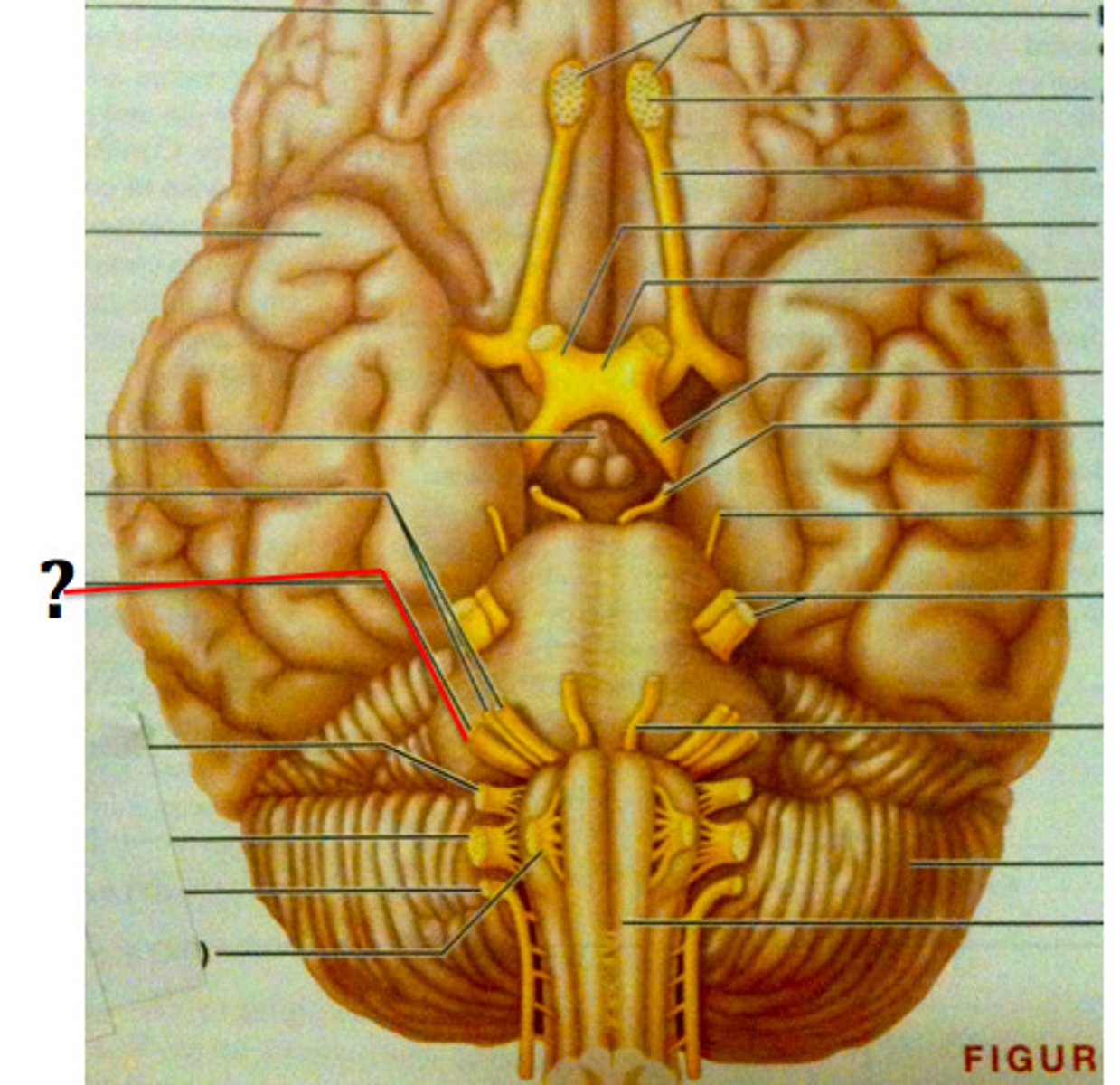 <p>Equilibrium and Hearing (Special Somatic Sensory)</p>