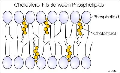<ul><li><p>Phospholipids (makes up the structure)</p></li><li><p>Cholesterol (keeps the cell membrane fluid)</p></li></ul><p></p>