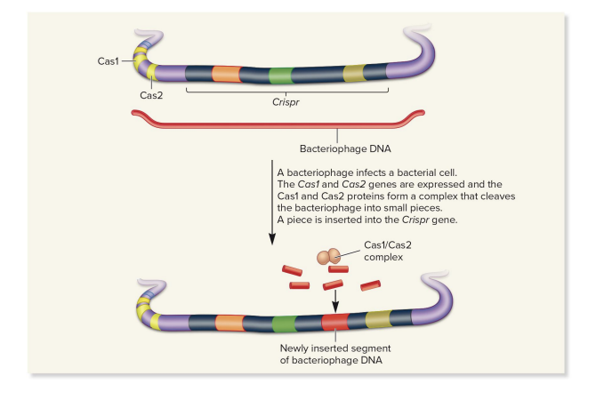 <ul><li><p>(infection first happens, invading DNA is used to adapt the cell to future infections)</p></li><li><p>Cas1 and Cas2 protein complex cleaves bacteriophage DNA</p><ul><li><p>a piece of this bacteriophage DNA (typically 20-50 bp) is inserted into the Crispr locus as a new spacer</p><ul><li><p>spacers in modern bacteria are from past infections</p><ul><li><p>genetic “memories” of past infections</p></li></ul></li><li><p>the spacer is passed to daughter cells, giving them immunity to same virus in future</p></li></ul></li></ul></li></ul><p></p>