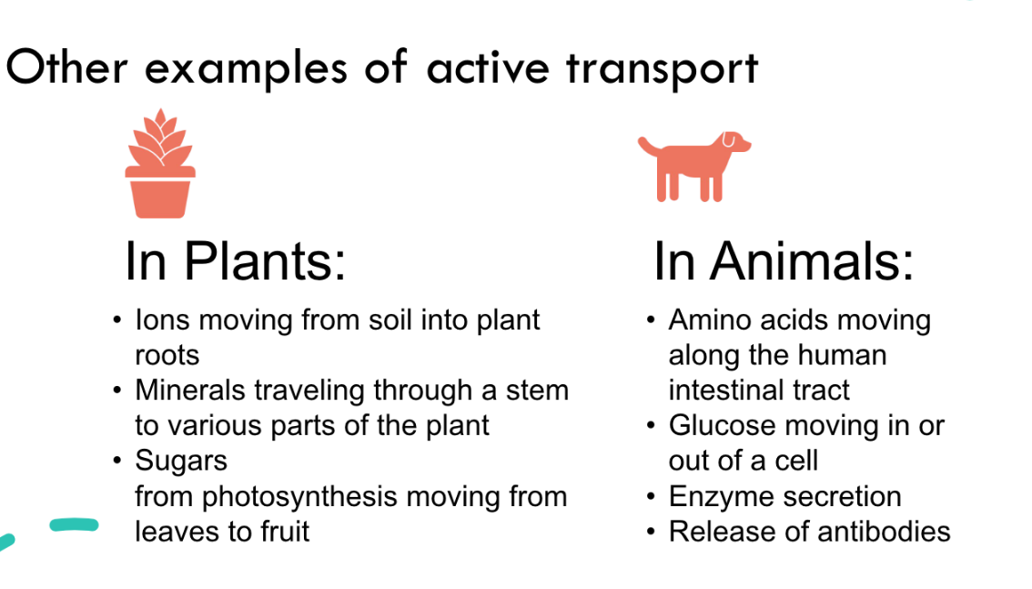 <p>In Plants : ● lons moving from soil into plant roots ● Minerals traveling through a stem to various parts of the plant ● Sugars from photosynthesis moving from leaves to fruit</p><p>In Animals : ● Amino acids moving along the human intestinal tract ● Glucose moving in or out of a cell ● Enzyme secretion ● Release of antibodies</p>