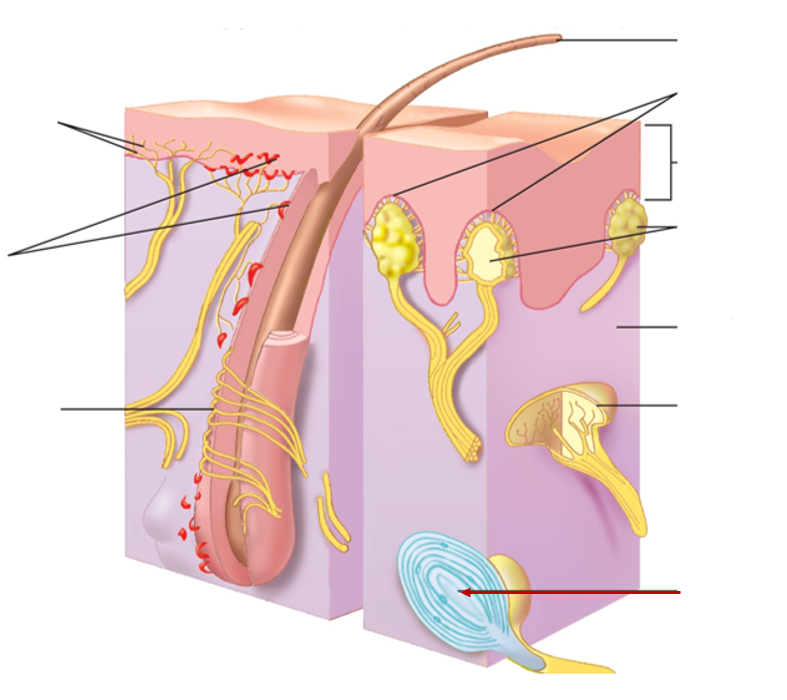 <p>Stimulated by deep pressure, stretch, tickle, and vibration (texture). General sense (pressure, vibration)</p>