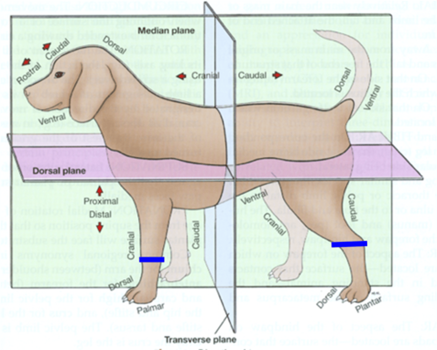 <p>Towards topside/backline of body.</p>