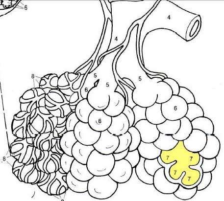 tiny sacs of lung tissue specialized for the movement of gases between air and blood
