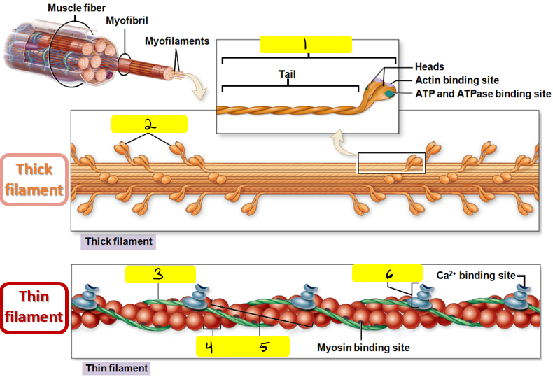 Myofilaments (thick & thin)