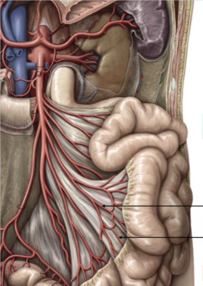 <p>SMA: Ileal and Jejunal Arteries continued</p>