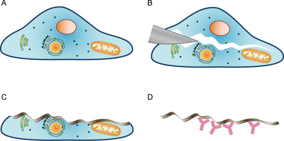 <p>1) Sample is frozen </p><p>2) Sample is fractured at weakest point</p><p>3) Some ice is removed through etching</p><p>4) Vapour of carbon fired to obtain a replica (the replica is then observed with an electron microscope)</p><p>+can observe surfaces inside cells</p>