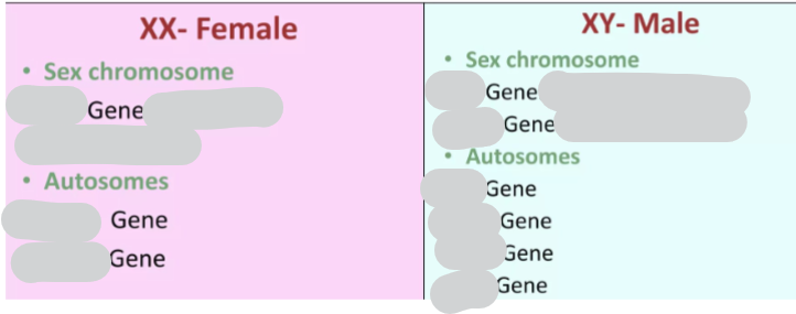 <p>What genes are located on the sex chromosomes & autosomes in females vs males</p>