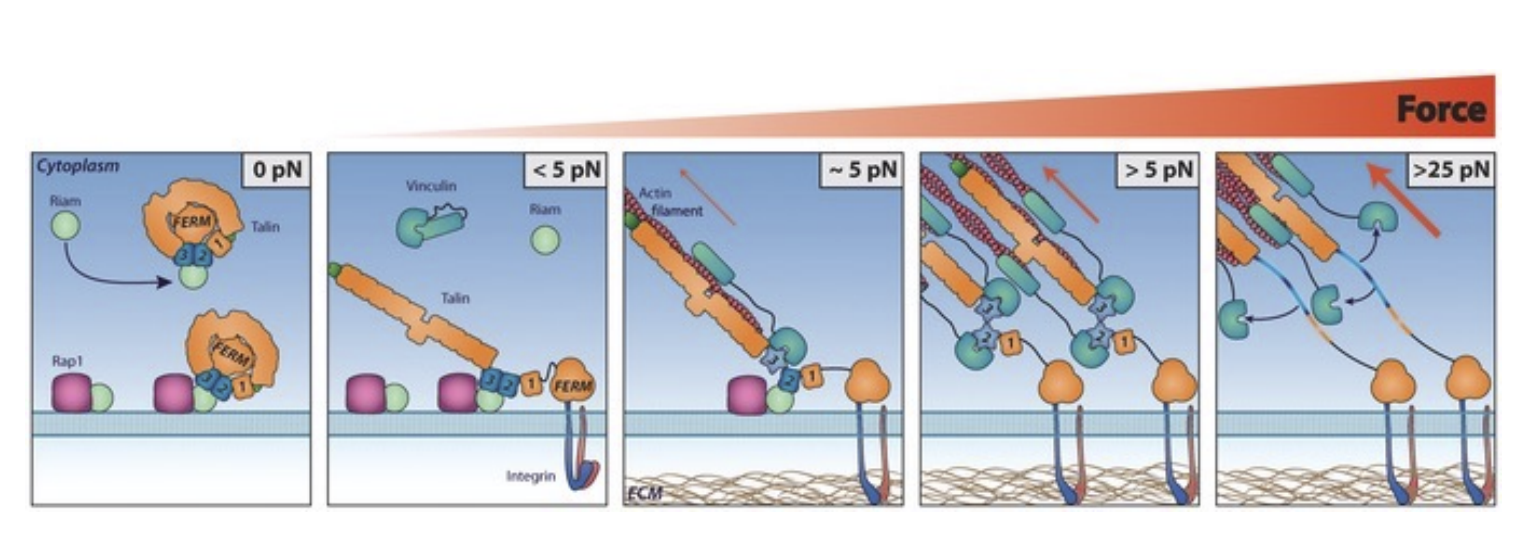 <p>Conformational changes in Vinculin and Talin </p><ul><li><p>they stretch based activation from ECM forces </p></li></ul><p>Fluorophores attached to Focal Adhesion Complex emit light when activated </p><ul><li><p>when protein is unfolded</p></li></ul><p>emitted light can cause nearby fluorophores to emit light</p><p>= determines how close fluorophores are (if no other fluorophores are emitted = FAC is spread out)</p>