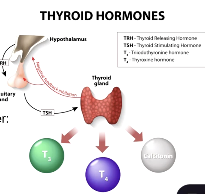 <p>T3 and T4 cannot be produced without iodine so thyroid releasing hormone (TRH) and thyroid stimulating hormone (TSH) become overactive causing cells in thyroid gland to hypertrophy</p>