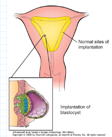 <ul><li><p>tijdens implantatie/ innesteling</p><ul><li><p>differentiatie trofoblast</p><ul><li><p>differentiatie endometrium (decidua-reactie)</p></li><li><p>vorming lacunen (= toekomstige intervilleuze ruimte)</p></li></ul></li><li><p>ontwikkeling tot 2-lagige kiemschijf</p><ul><li><p>epiblast (blauw) &amp; hypoblast (geel)</p></li></ul></li><li><p>vastlegging van de dorso-ventrale as</p></li></ul></li></ul><p></p>