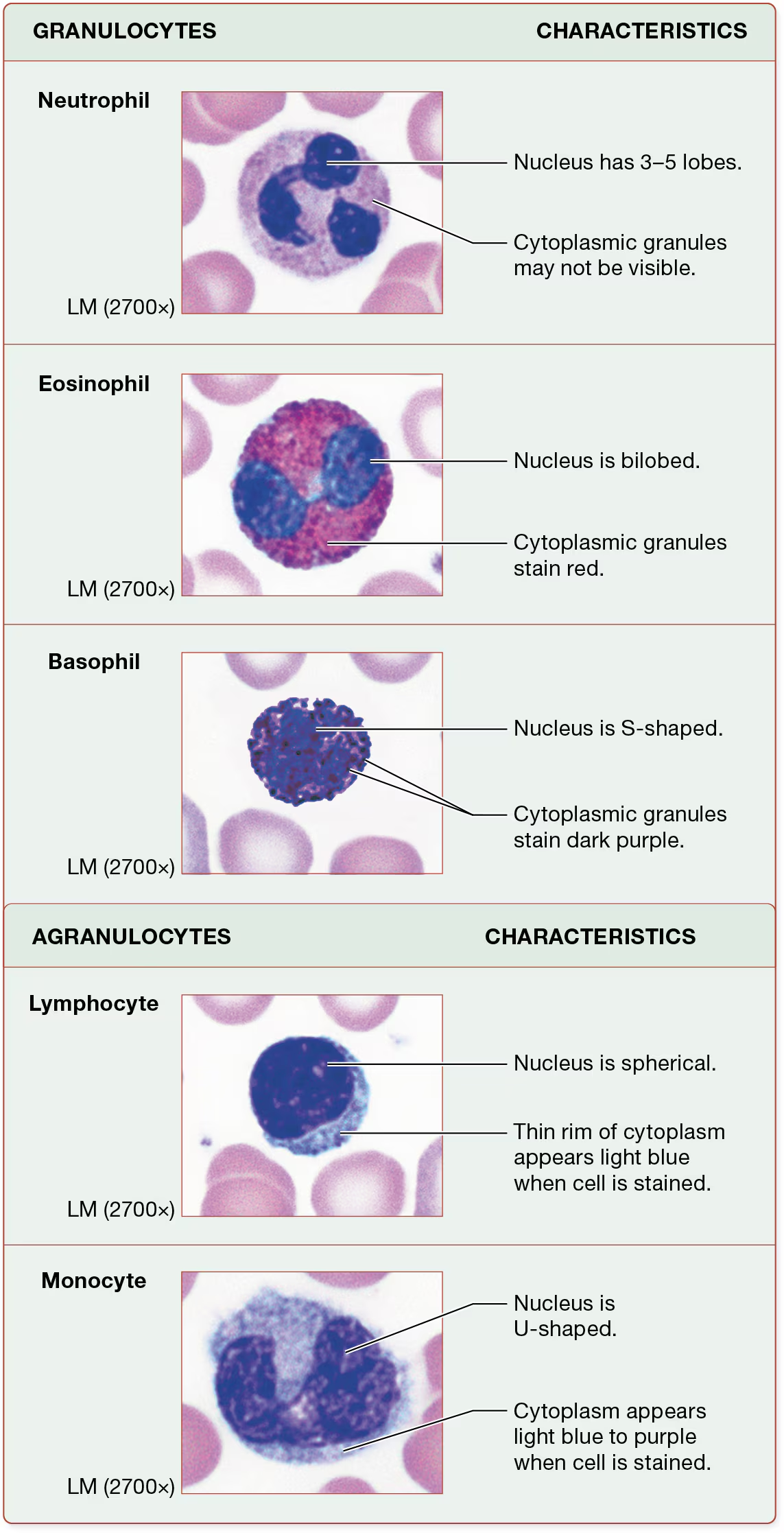 <p>what aare the 2 basic varieties of leukocytes?</p>