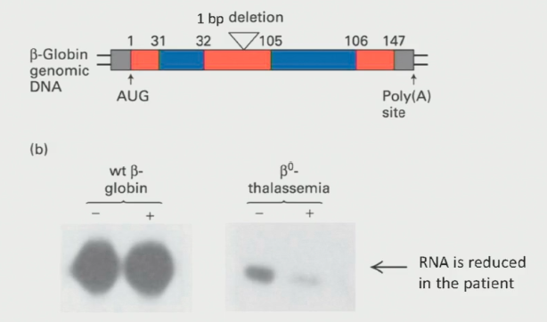 <ul><li><p>In-frame stop example where ribosome detaches early and leaves nuclear proteins attached to distal side of mRNA.</p></li></ul><p></p>