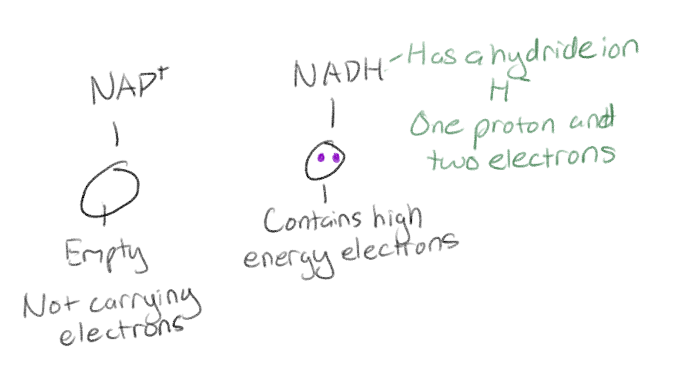 <p>Like an electron shuttle</p>