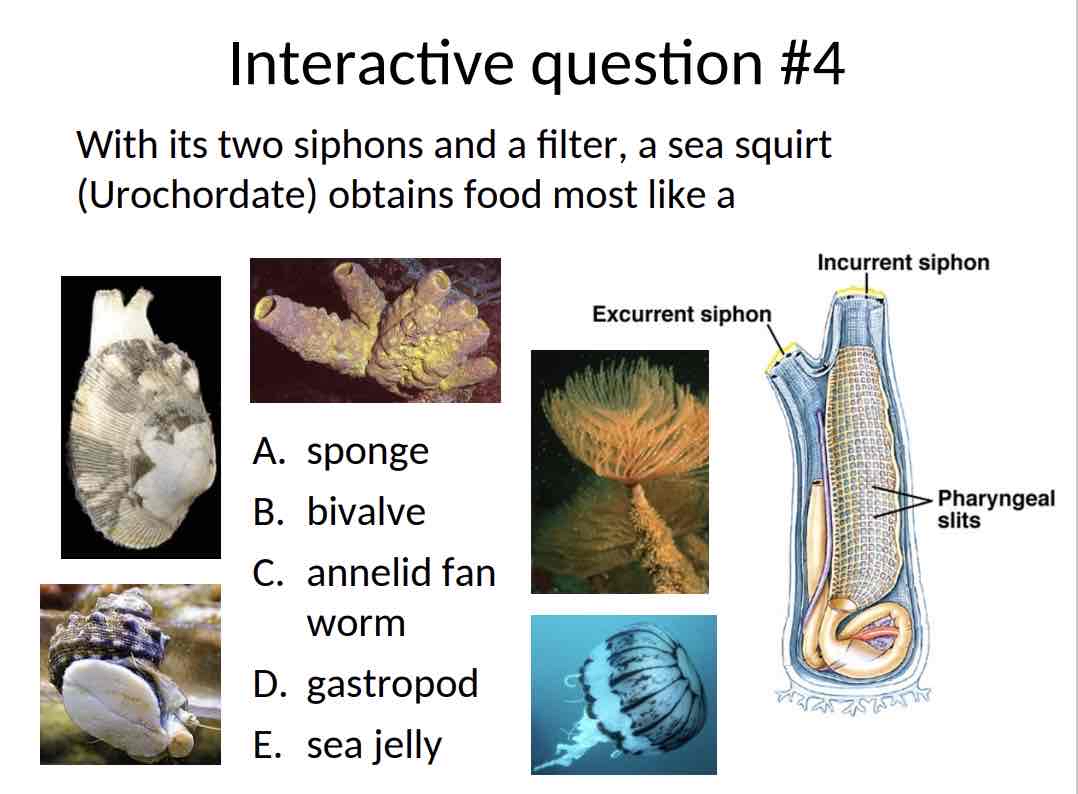 <p>Practice Question (Sea Squirt) - With its two siphons and a filter, a sea squirt (Urochordate) obtains food most like a</p>