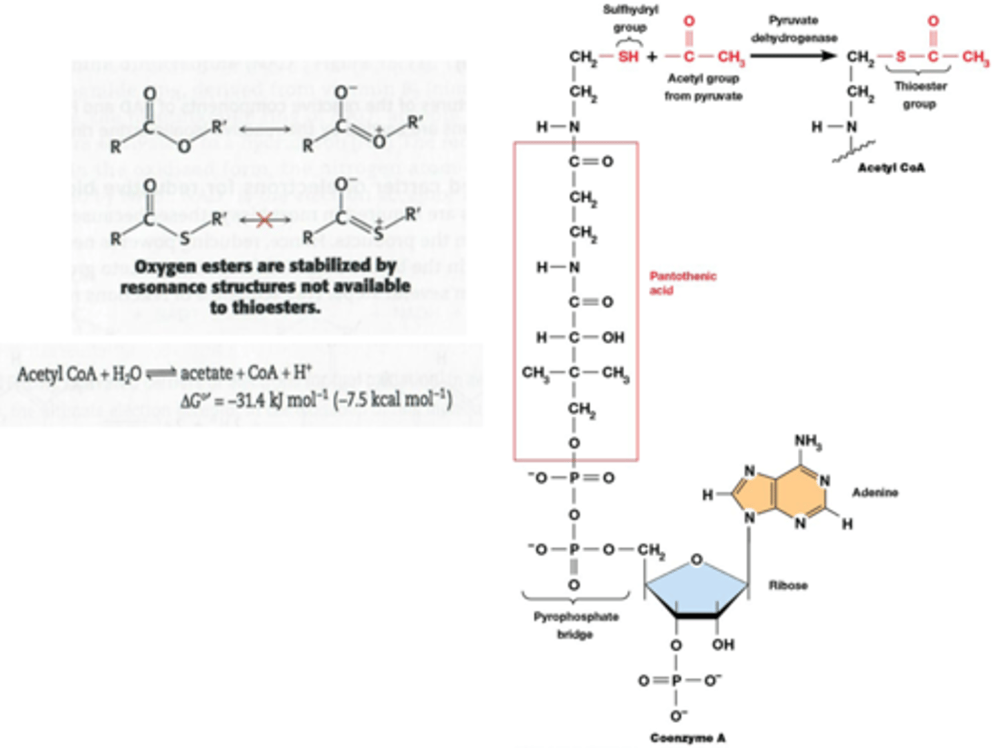 <p>kleine moleculen die drager zijn van een chemische groep of elektronen, die (exergonisch) kunnen overgedragen worden naar een ander molecule. Het zijn vaak co-enzymen of cosubstraten in enzym-gekatalyseerde reacties.</p><p>Voorbeelden:</p><p>-ATP is een geactiveerde drager van fosfaat groepen.</p><p>-NAD+ en FAD zijn dragers van hoge energie elektronen ontstaan bij de oxidatie van brandstofmoleculen.</p><p>-Co-enzyme A (CoA-SH) is een geactiveerde drager van acyl groepen (vb. acetyl CoA, drager van C2). (zie foto)</p><p>extra info: in Co-enzyme A is er een thioester binding: energetisch hoger dan een zuurstofester binding omdat er minder energie geinvesteerd moet worden om ze te breken (onstabielere dubbele binding met zwavel)</p>