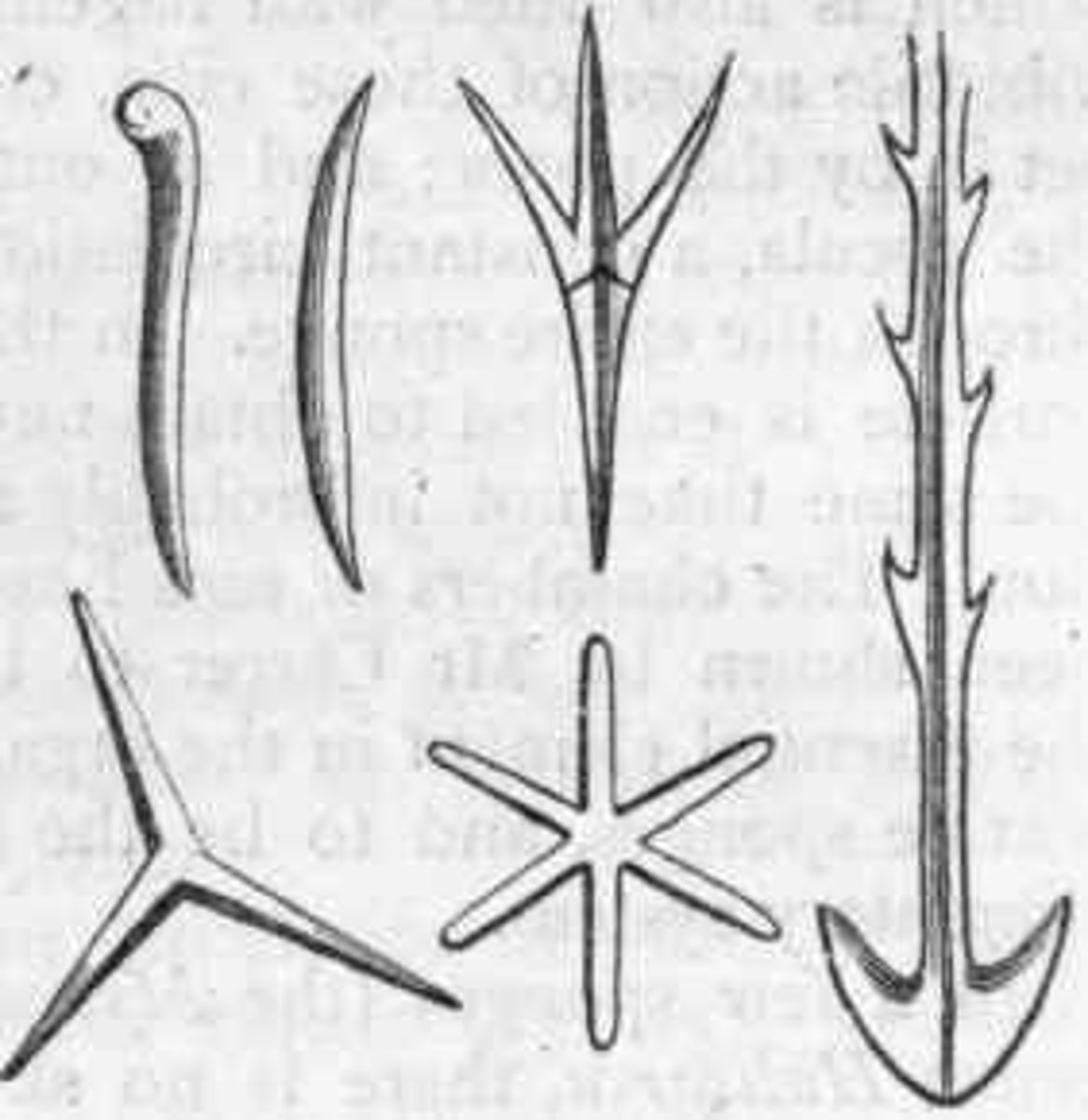 <p>Small, spike shaped particles that make up the skeleton of sponges</p>