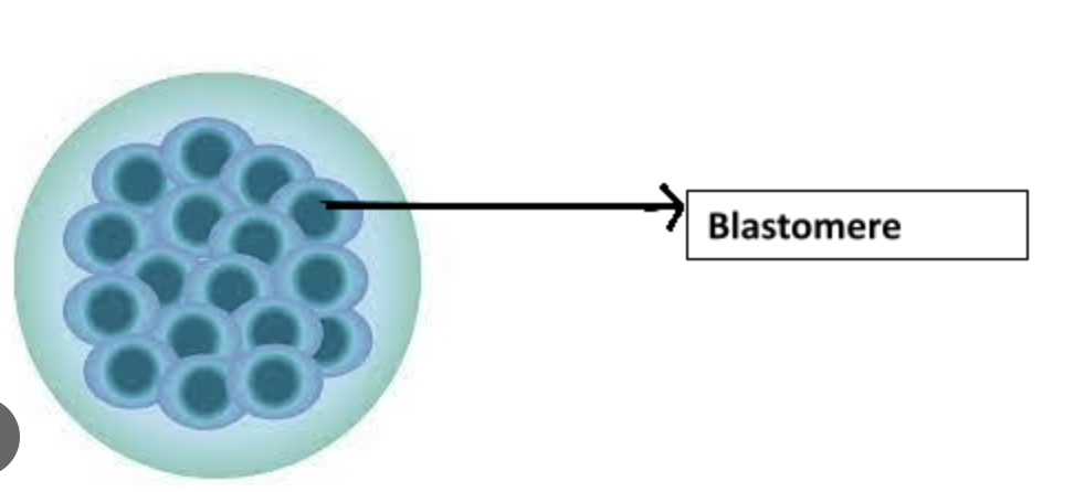 <p>One of the smaller cells produced during cleavage of the zygote.</p>