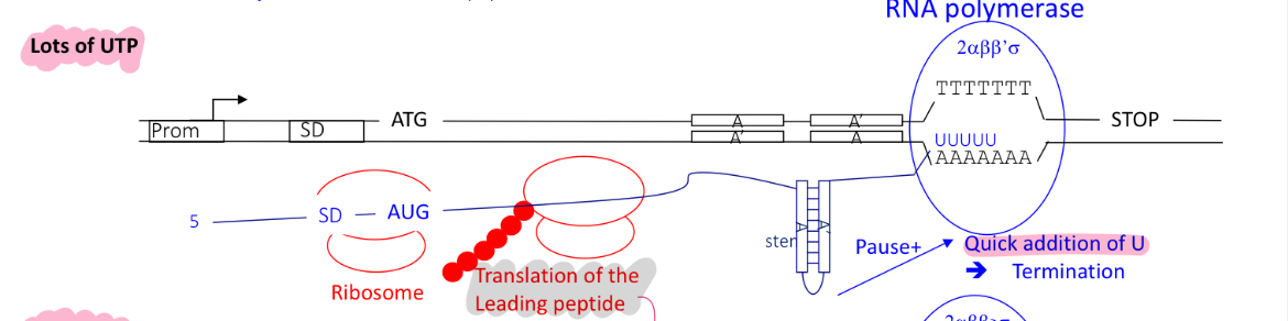 <p>term 1 is used when there’s lots of UTPs (as less pyr bases are needed)</p><ul><li><p>translation of leading protein&nbsp;before RNA is complete w/ transcription</p></li><li><p>RNA pol adds quickly the complementary U bases to the T/A rich sequences&nbsp;</p></li><li><p>RNA forms a terminator stem loop structure upstream of U rich region&nbsp;</p></li><li><p>termination occurs at term1 —&gt; RNA pol falls off and theres no expression of genes encoding for pyr bases</p></li></ul><p></p>