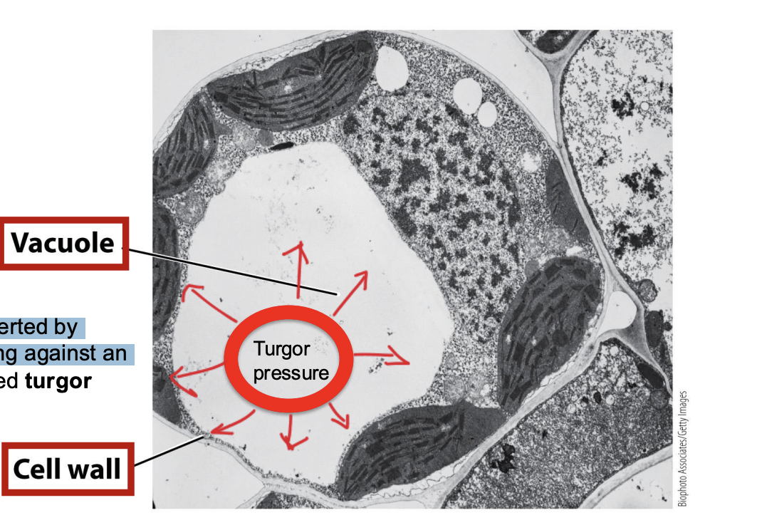<ul><li><p>The force exerted by water pressing against an object</p></li><li><p><span>Pressure within a cell resulting from the movement of water into the cell by osmosis and the tendency of the cell wall to resist deformation.</span></p></li><li><p><span style="background-color: inherit; line-height: 19.55px; color: windowtext;"><span>Inside plant cell have vacuole</span></span><span style="line-height: 19.55px; color: windowtext;"><span>&nbsp;</span></span></p><ul><li><p><span><span>Turgor pressure builds as a result of water moving by osmosis into cells surrounded by a cell wall.</span></span></p></li><li><p class="Paragraph SCXO58431996 BCX0" style="text-align: left;"><span style="background-color: inherit; line-height: 19.55px; color: windowtext;"><span>Vacuole absorbs water from env and form turgor pressure</span></span><span style="line-height: 19.55px; color: windowtext;"><span>&nbsp;</span></span></p></li><li><p class="Paragraph SCXO58431996 BCX0" style="text-align: left;"><span style="background-color: inherit; line-height: 19.55px; color: windowtext;"><span>Turgor pressure: press against the cell wall --&gt; vacuole will absorb water from env and contribute to turger pressure</span></span><span style="line-height: 19.55px; color: windowtext;"><span>&nbsp;</span></span></p></li></ul></li><li><p class="Paragraph SCXO58431996 BCX0" style="text-align: left;">promote cell volume expansion</p><ul><li><p class="Paragraph SCXO58431996 BCX0" style="text-align: left;">the higher the turgor pressure is, the larger the leaf expansion will be</p></li></ul></li></ul><p></p>