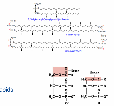 <p>Geen peptidoglycaan</p><p>Celmembraan: monolaag (40 C lang), ethergebonden (niet fosfolipiden!)</p><p>Nucleïnezuren: hittebestendige spiralen</p><p>Hittebestendige enzymen: meer hydrofobe AZ, extra bindingen tussen AZ</p><p>Archaebacteriën kunnen in extreem barre omstandigheden leven</p>
