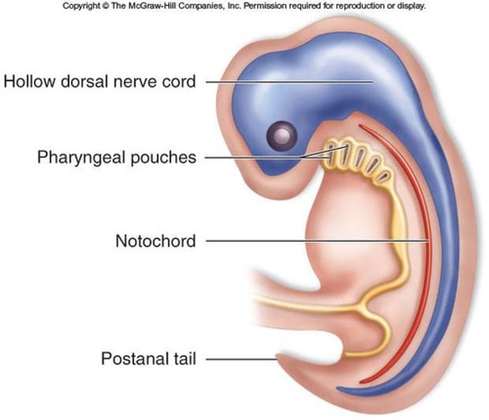 <p>notochord, dorsal hollow nerve cord, pharyngeal slits, postanal tail</p>