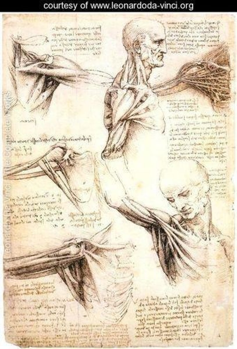 <p>Focus on anatomical and biomechanical characteristics.</p>
