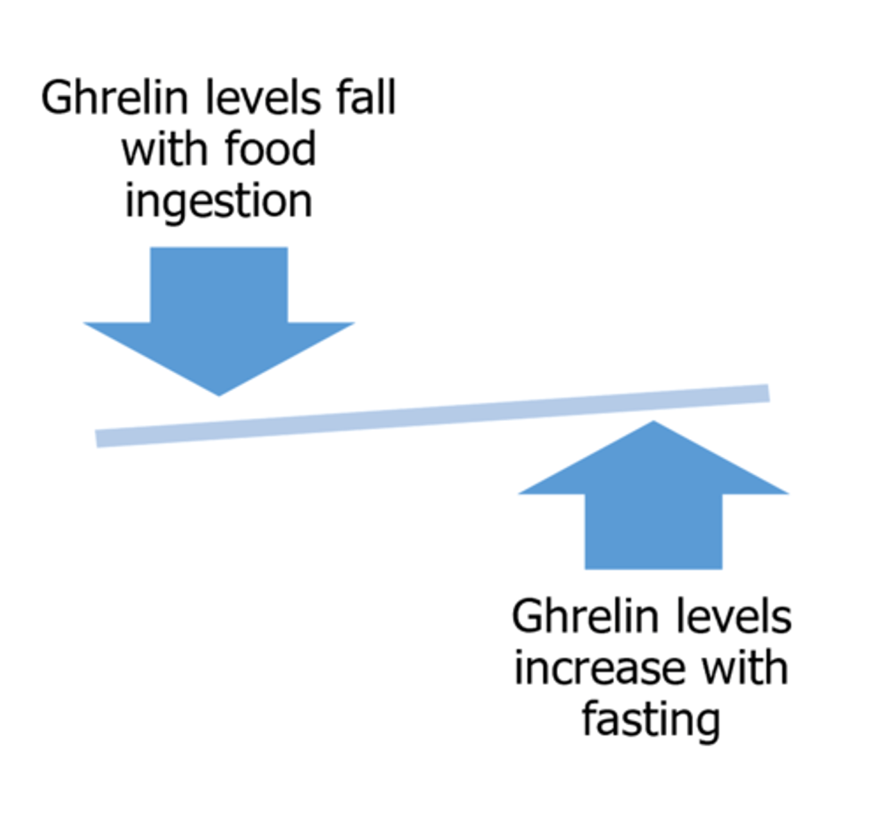 <p>Ghrelin levels rise during fasting and decrease after eating.</p>