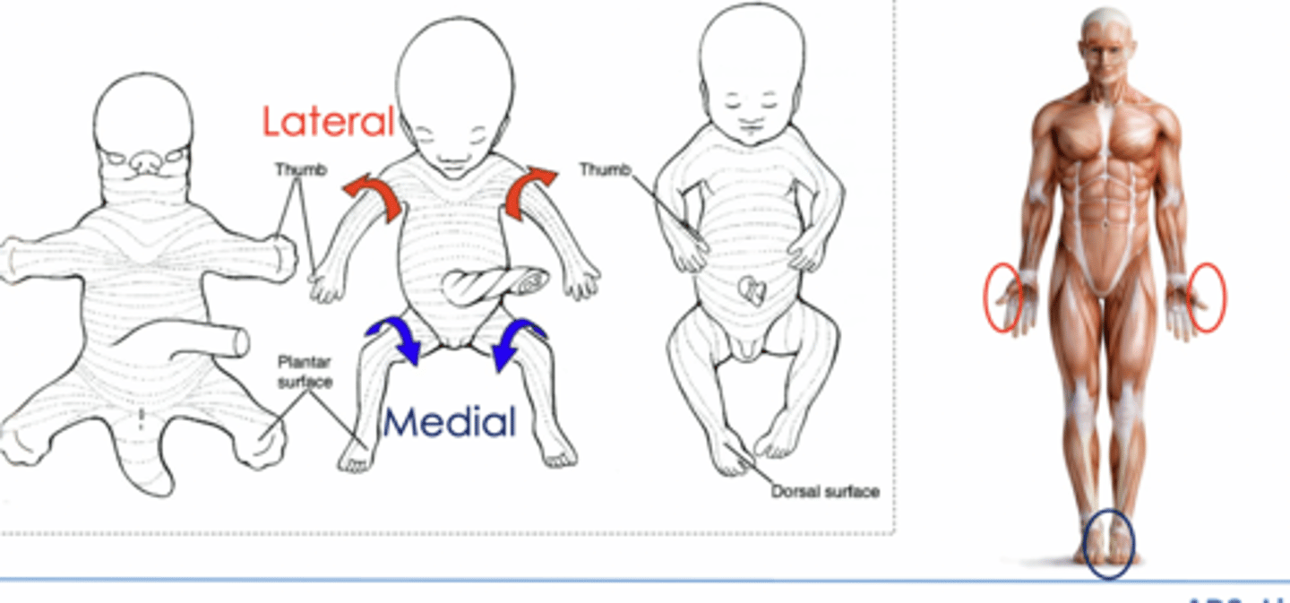 <p>The upper limb rotates laterally and the lower limb rotates medially during development, which explains why extensors are posterior in the upper limb but anterior in the lower limb and why the great toe lies medially in anatomical position</p>