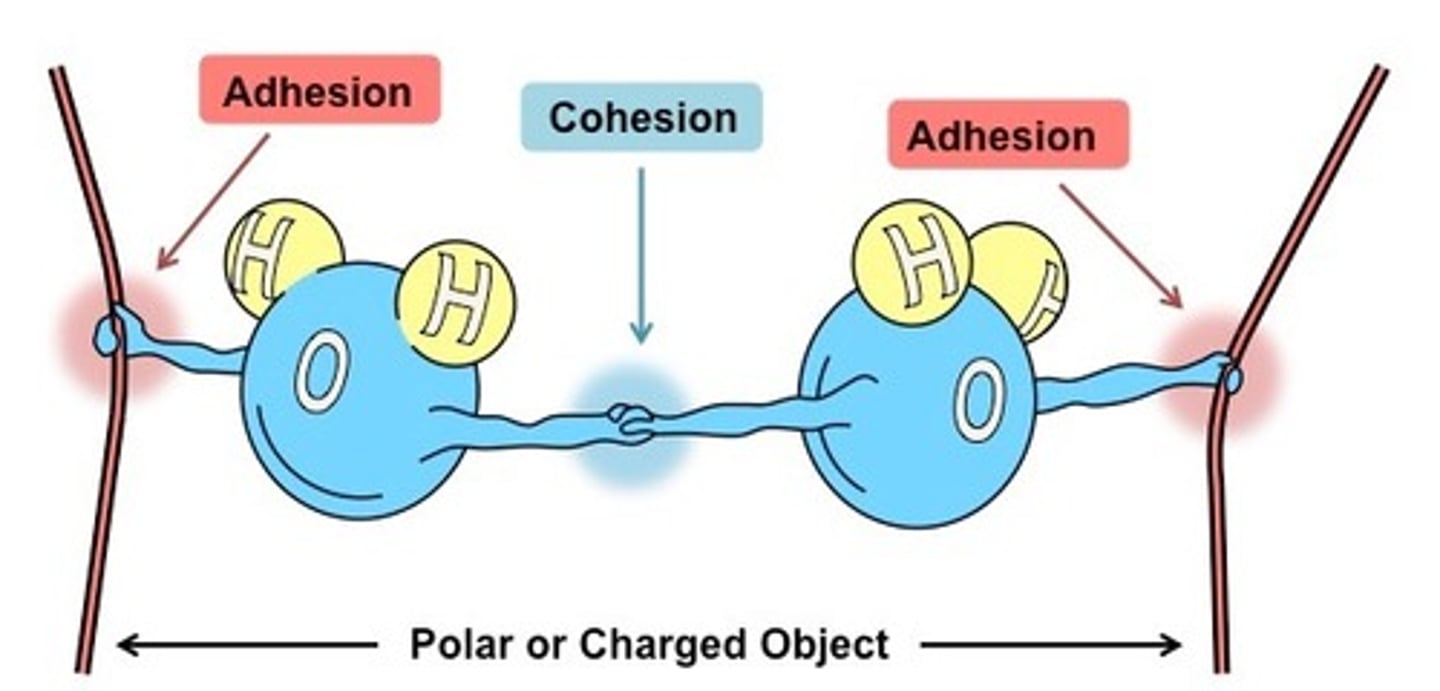 <p>intermolecular forces that bind a substance to its container</p>