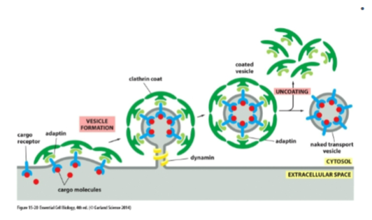 <ul><li><p><strong>cargo receptors</strong> (bind soluble cargo)</p></li><li><p><strong>Adaptin</strong> (links receptors to clathrin)</p></li><li><p><strong>Clathrin</strong> (forms outer coat)</p></li><li><p><strong>Dynamin</strong> (GTPase that pinches off vesicle)<br></p></li></ul><p></p>