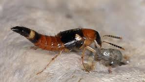 <p>Size: 2–20 mm. Fast predators in soil; feed on grubs + maggots.</p>