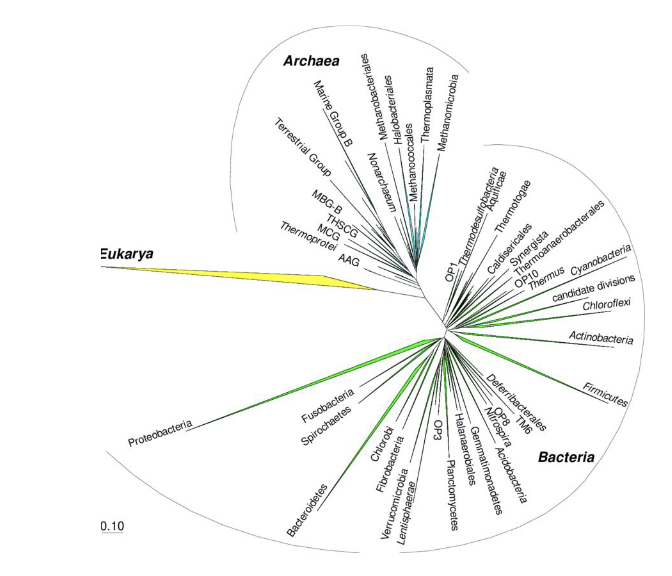 <p>bacteria </p><p>(also archaea but less) </p><p></p>