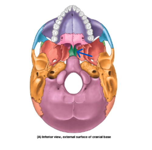 knowt flashcard image