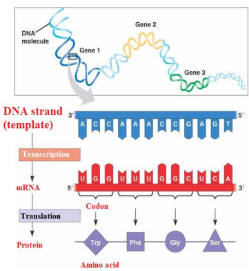 As shown in the image above, there are a number of processes that take place for the DNA to be coded into an amino acid, which will comprise the protein. The two main ones are: