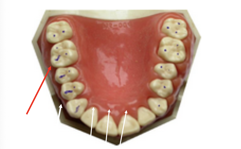 <p>What is the red arrow pointing at</p>