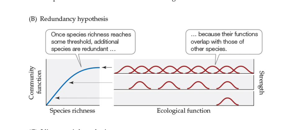 <p>Redundancy hypothesis</p>