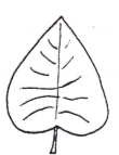 <p>Shape of leaf?</p>