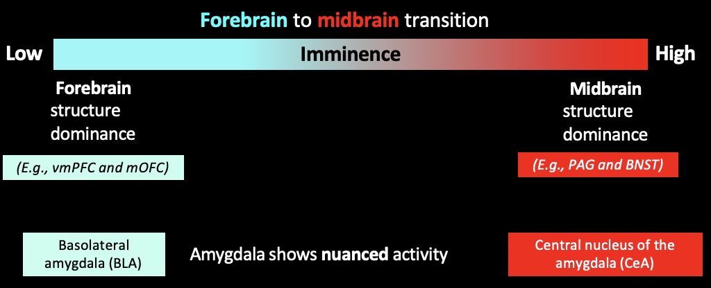 <p>BL amygdala only recruited for low intensity</p><p>high imminence = central amygdala </p>