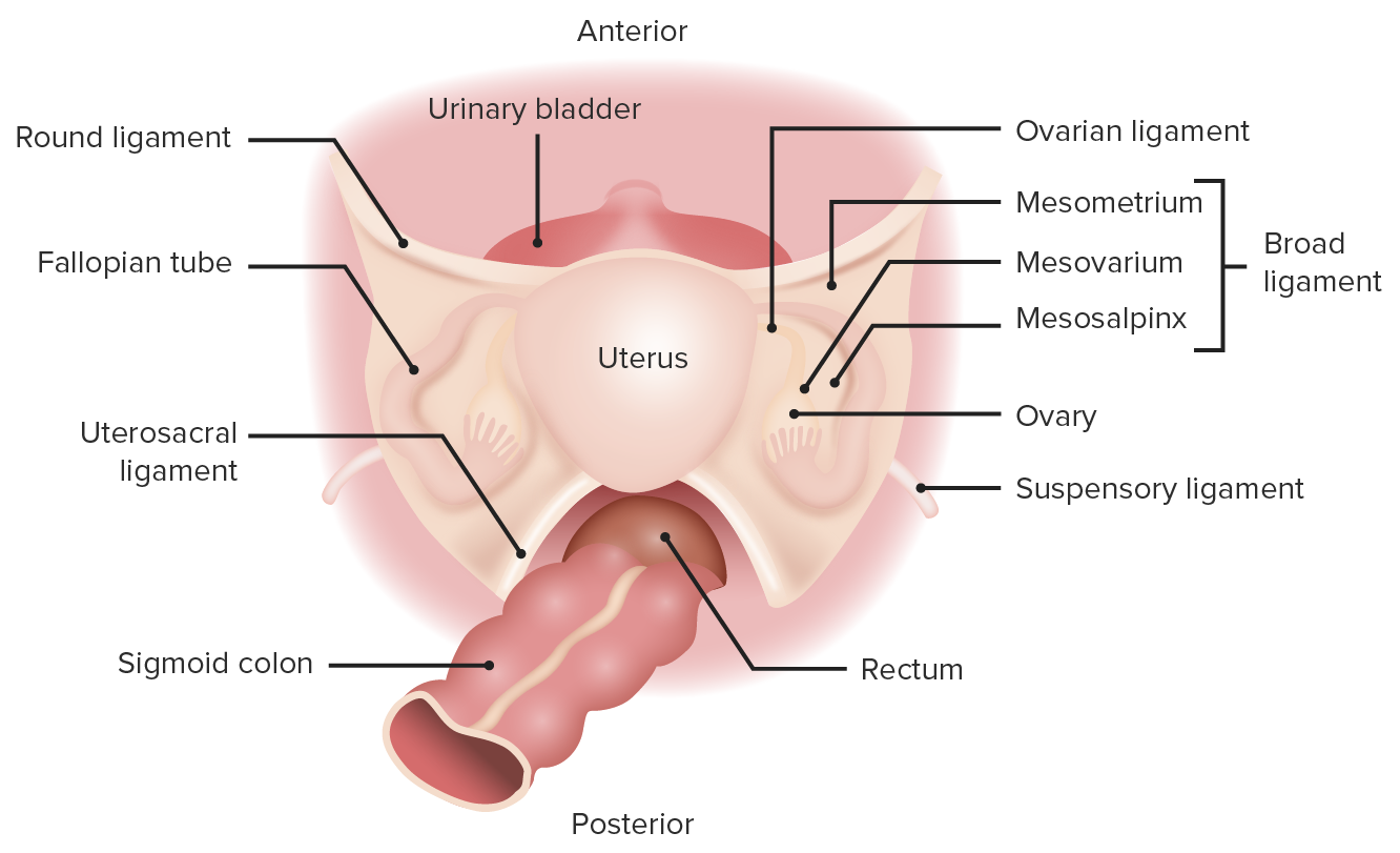 <p>connects uterine tubes to ovaries</p>