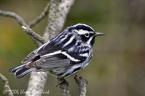 <p>Order: Passeriformes Family: Parulidae</p>