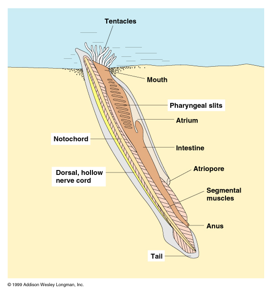 <p></p><ul><li><p>Marine chordates known for burrowing into sandy sediments </p></li><li><p>Filter feed via buccal cirri and wheel organ</p></li><li><p>Water flows over ciliated pharyngeal bars, exits into atrium or tunic, and goes out through atriopore</p></li><li><p>Ciliated neurula embryo</p></li></ul><p></p><p>Ex. <em>Amphioxus</em>, lancelets</p><p></p>