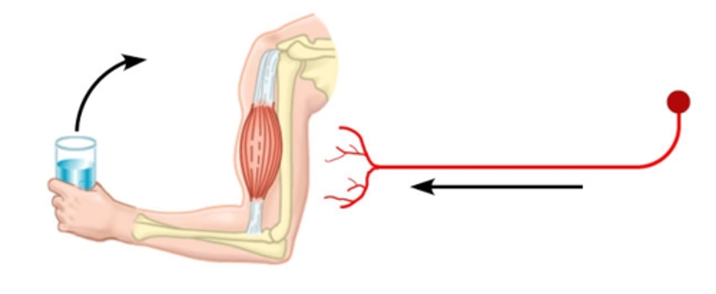 <p>a neuron that sends an impulse to a muscle or gland, causing the muscle or gland to react</p>
